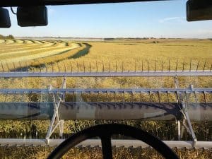 swathing_canola_ClintJurke600