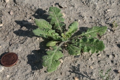 Tall hedge mustard. Source: Clark Brenzil