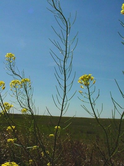Tall hedge mustard, flowers and pods. Source: Clark Brenzil
