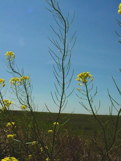 Tall hedge mustard, flowers and pods. Source: Clark Brenzil