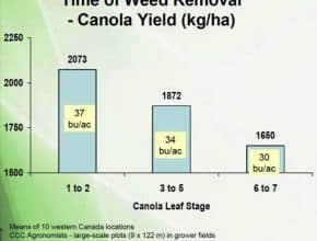 a graph depicting the impact of different weed removal timings on canola yields