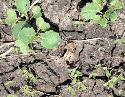 Redroot pigweed is showing up in clusters. You can also see some flea beetle feeding on cotyledons, but the true leaves look fine.
