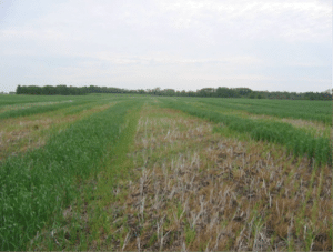 A case where potassium washed from canola windrow resulted in clear patterns in the following wheat crop. Source: John Heard