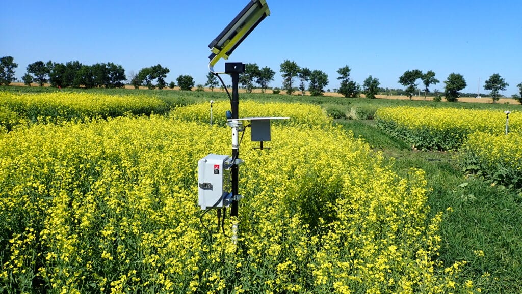 Rotorod tester tool (made to collect sclerotinia spores per cubic metre of air per hour) in a canola research plot