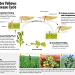 Aster yellows disease cycle