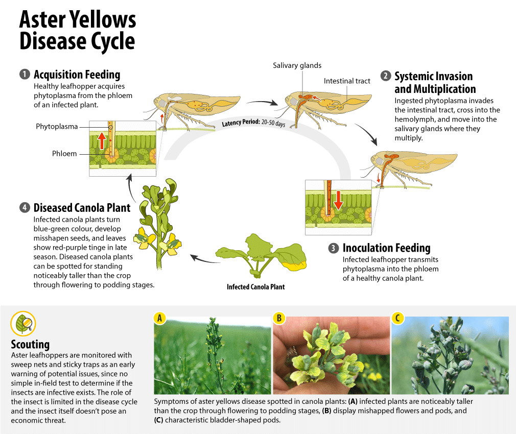 Aster yellows disease cycle