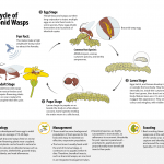 Braconid wasp (beneficial insect) life cycle