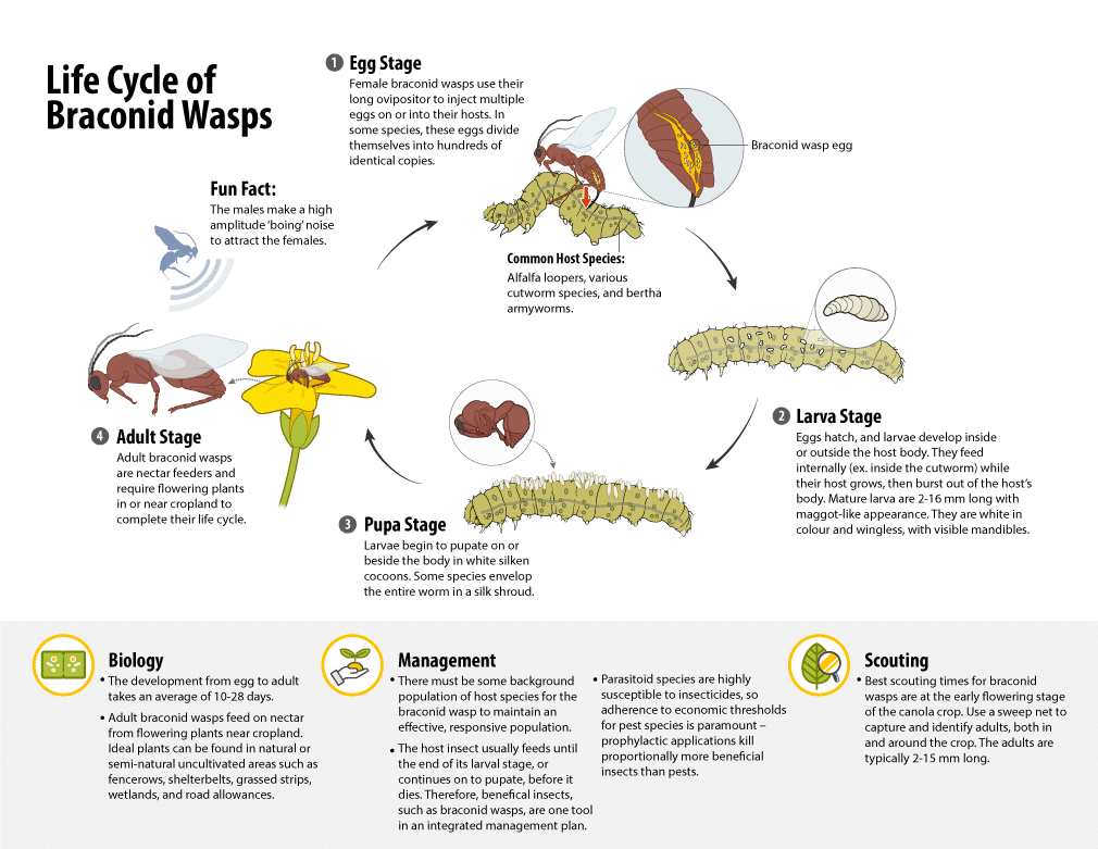 Braconid wasp (beneficial insect) life cycle