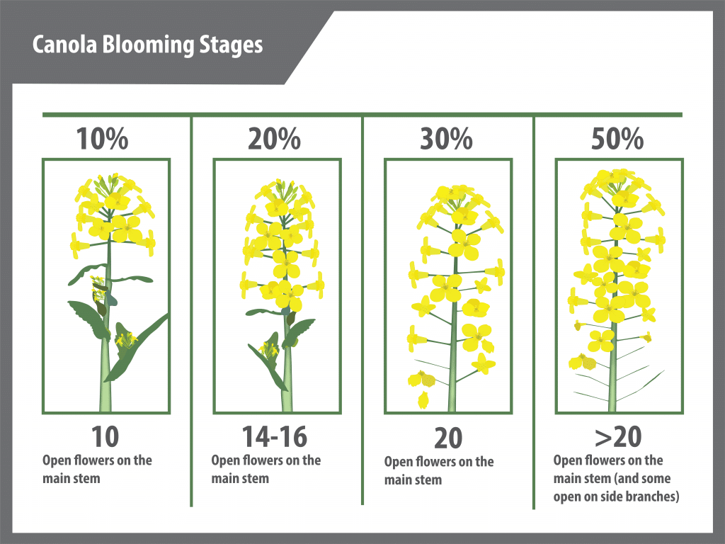 canola flowering (blooming) guide