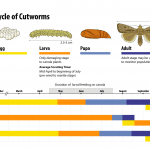 Cutworms life cycle