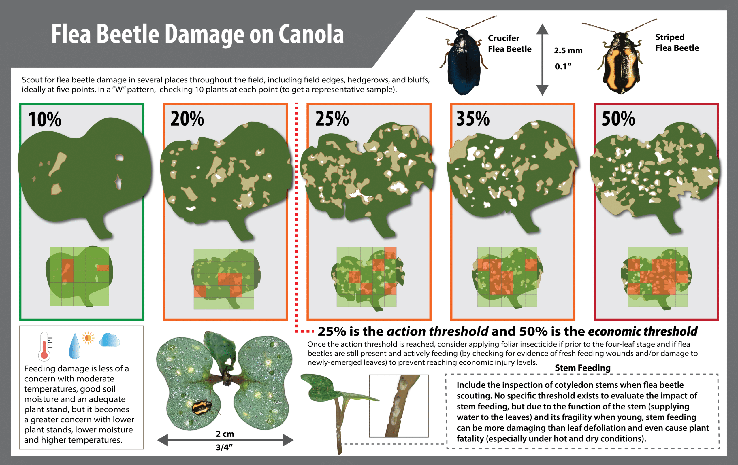 Flea Beetles Canola Encyclopedia