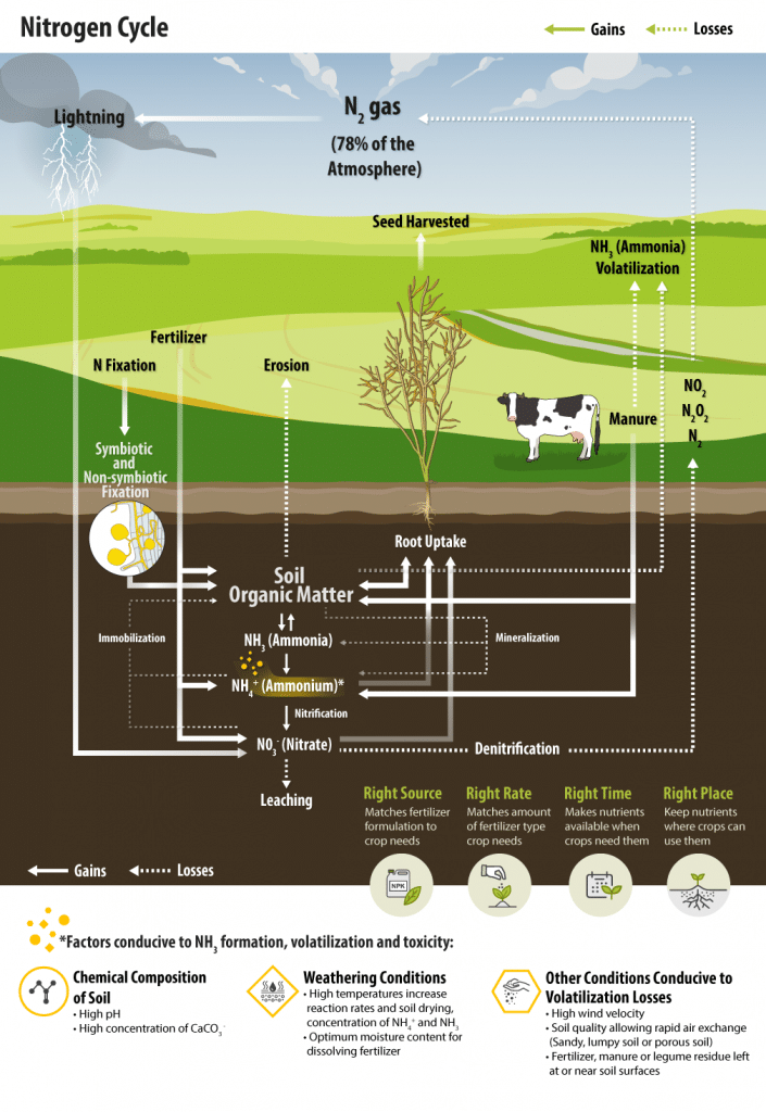 nitrogen cycle