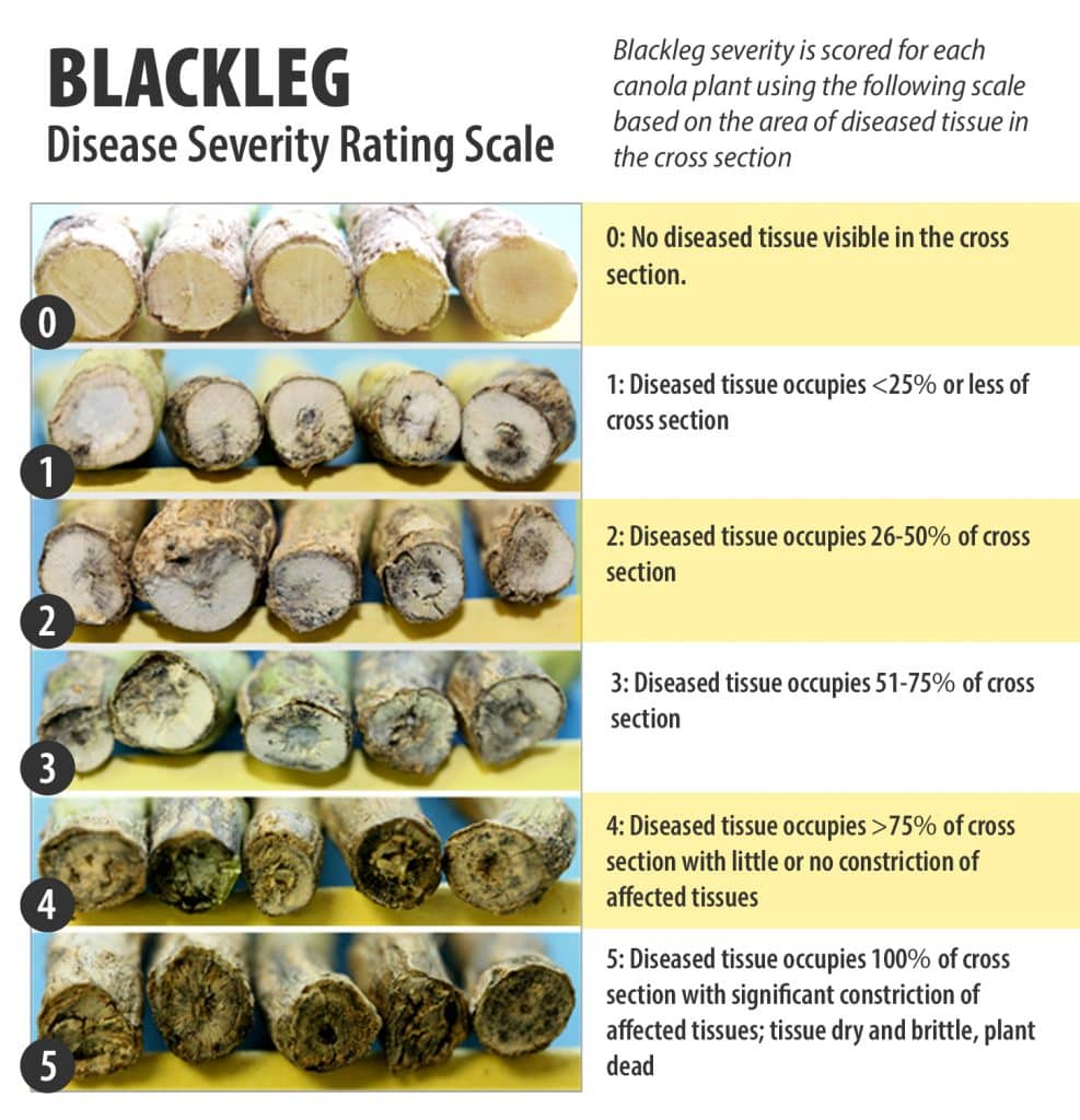 Blackleg field rating scale for different levels of blackleg stem infection
