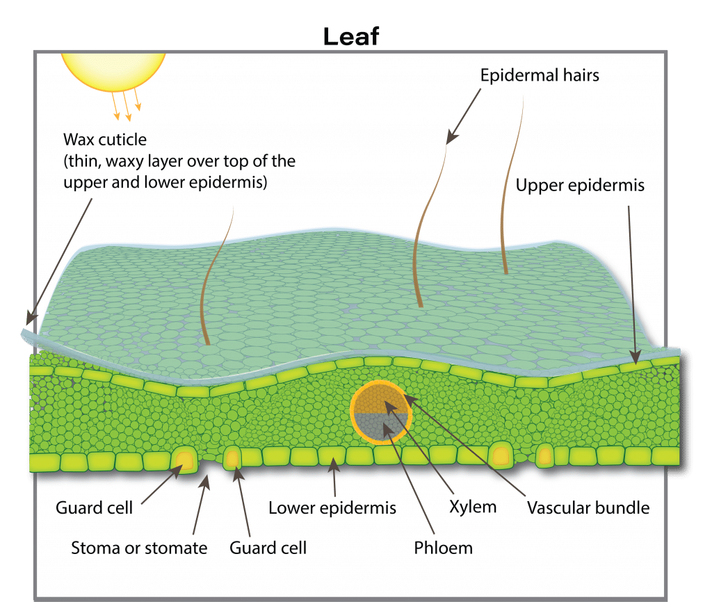 canola leaf cross section