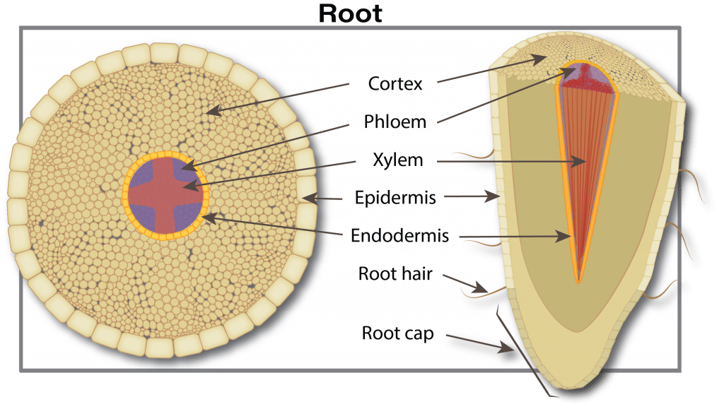 canola root cross section