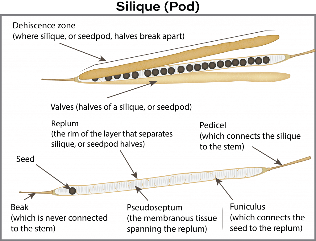 Silique (pod) diagram