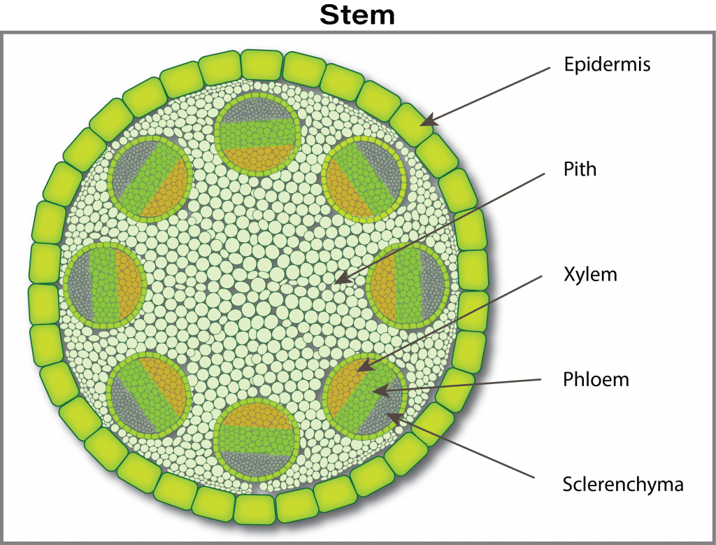 canola stem cross section