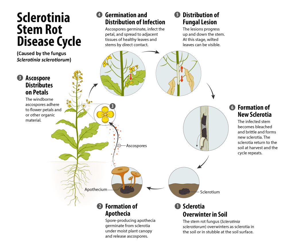 sclerotinia disease cycle