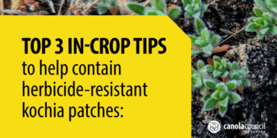 Find out about the top 3 in-crop tips to help contain herbicide-resistant kochia patches – Canola Watch, Canola Council of Canada