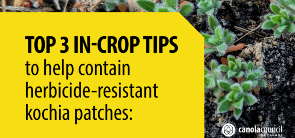 Find out about the top 3 in-crop tips to help contain herbicide-resistant kochia patches – Canola Watch, Canola Council of Canada