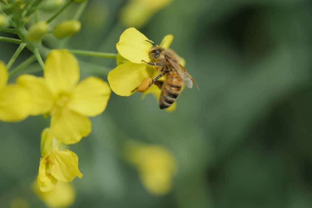 bee on canola flower