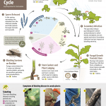 Blackleg disease cycle in canola