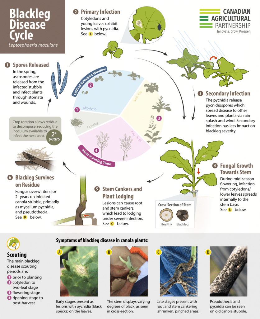 Blackleg disease cycle in canola