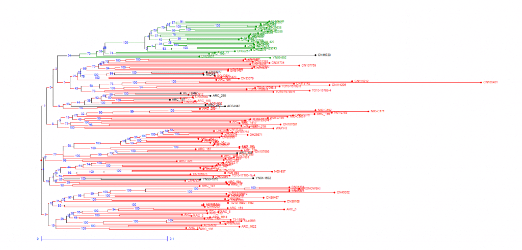 Phylogenic canola analysis using SNPs