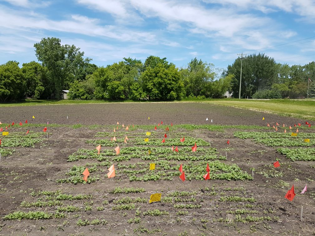 field trial for flea beetle economic threshold