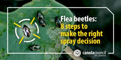 Flea beetles