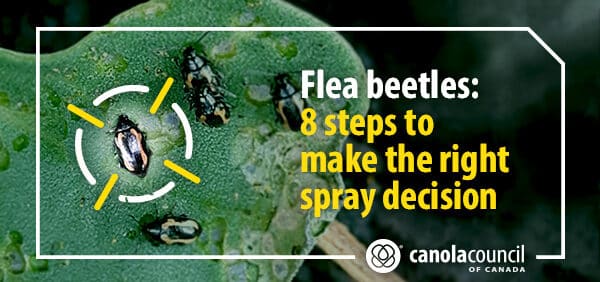 Flea beetles