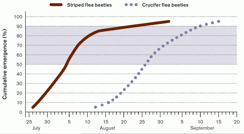 Crucifer and striped flea beetle emergence