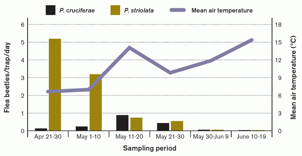 Crucifer and striped flea beetle emergence over time and by temperature