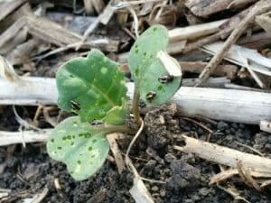 striped flea beetles