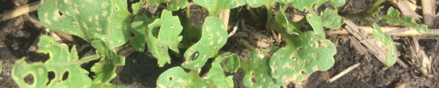 flea beetles feeding on canola cotyledons