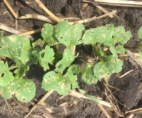 flea beetles feeding on canola cotyledons