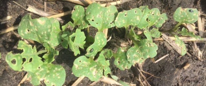 flea beetles feeding on canola cotyledons