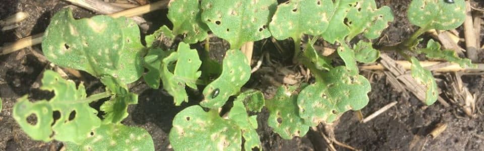 flea beetles feeding on canola cotyledons