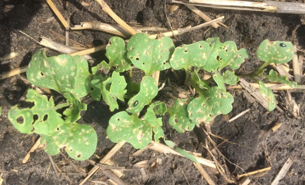 flea beetles feeding on canola cotyledons