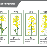 Canola blooming stages