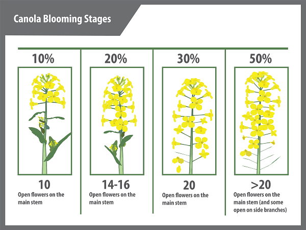 Canola blooming stages
