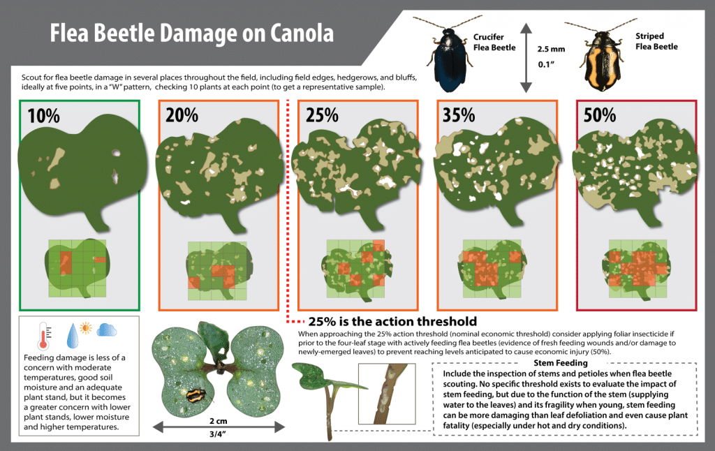 flea beetle defoliation damage on canola plants