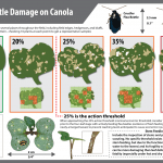 flea beetle defoliation damage on canola plants