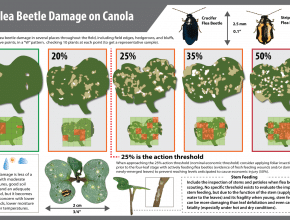 flea beetle defoliation damage on canola plants