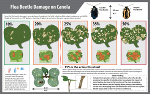 flea beetle defoliation damage on canola plants