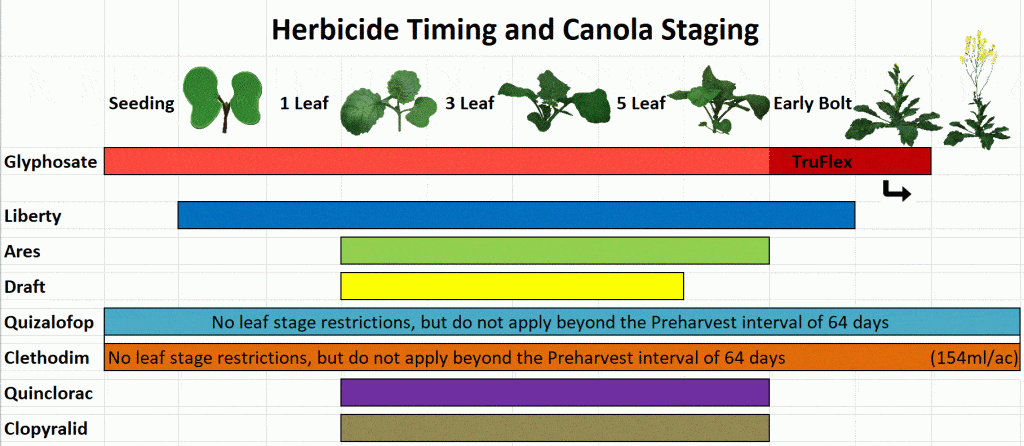 Herbicide application timing for canola