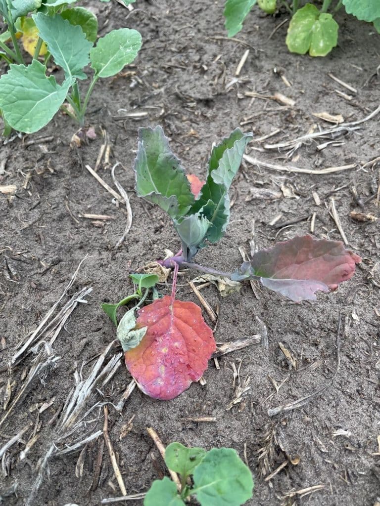 Root rot (likely Rhizoctonia solani) symptoms in canola, which develops in cool, dry soils