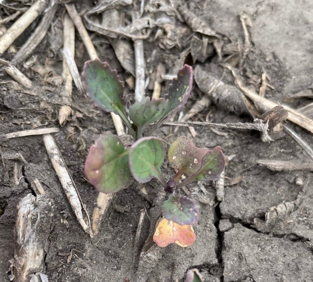 Group 2 (Imazethapyr) damage in non-Clearfield canola