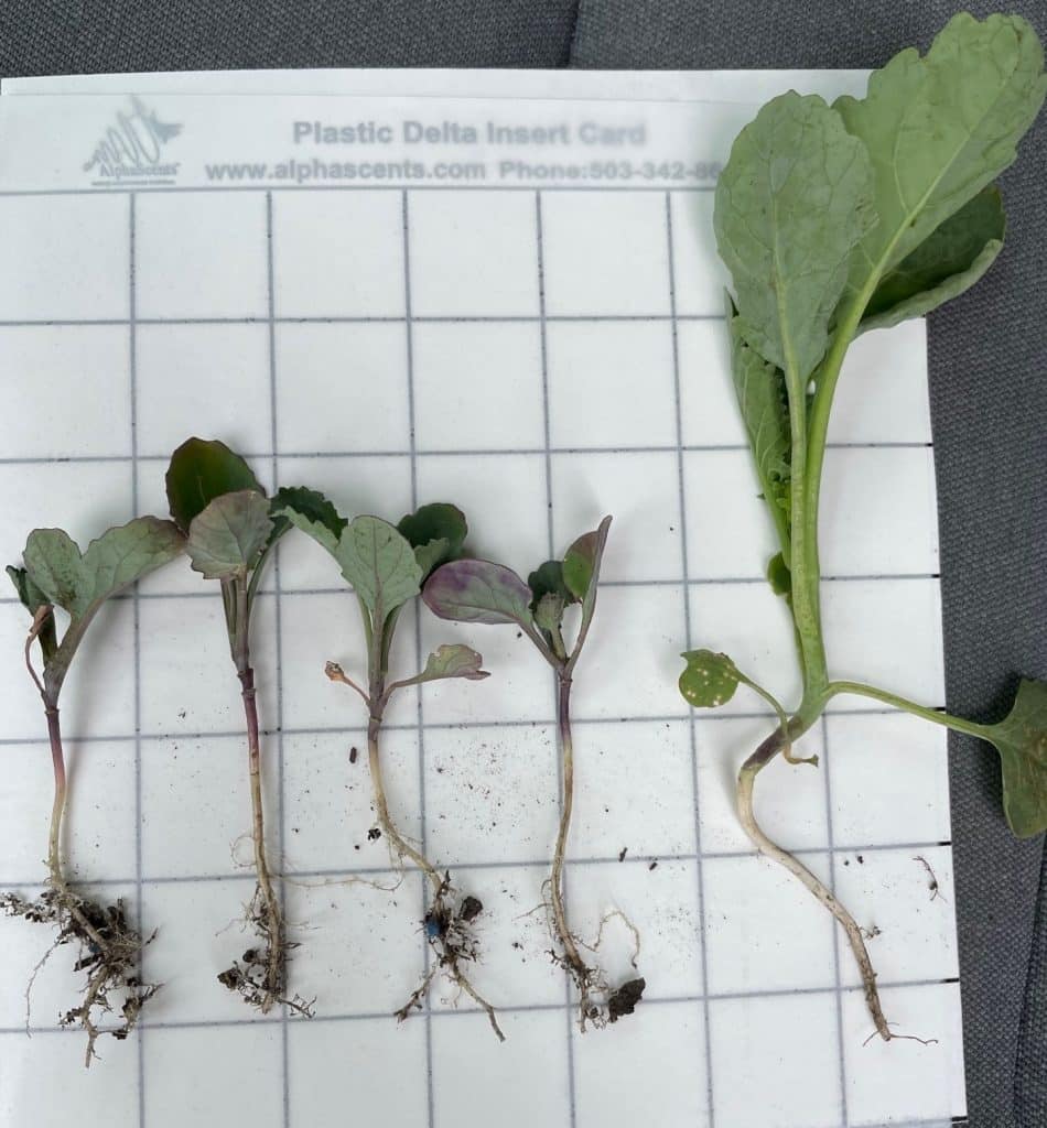 Group 2 (Imazethapyr) damage in non-Clearfield canola compared to healthy canola