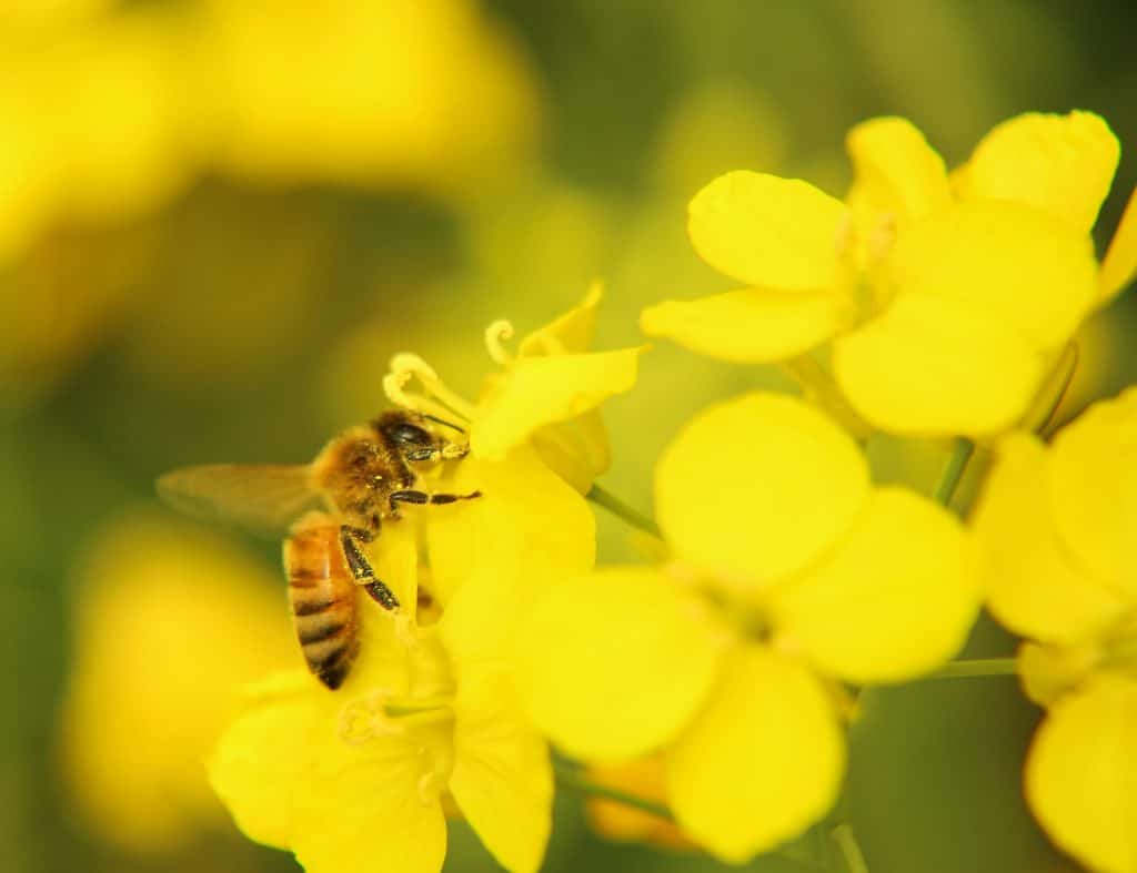 Bee landing on canola flower - Canola Council of Canada